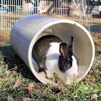 Thumbnail photo of Maggie (#3) #4