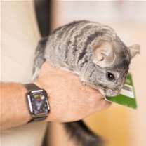 Thumbnail photo of Simba #3