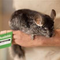 Thumbnail photo of Sparks #1