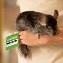 Thumbnail photo of Sparks #2