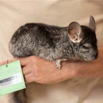 Thumbnail photo of Sparks #3