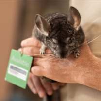 Thumbnail photo of Sparks #4