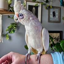 Thumbnail photo of Peepers #1