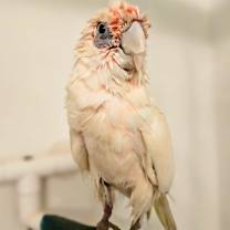 Thumbnail photo of Peepers #3