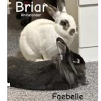 Thumbnail photo of Briar #1