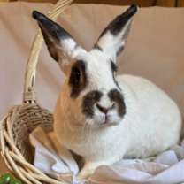Thumbnail photo of Briar #2