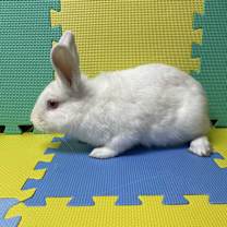 Thumbnail photo of Mannie #4