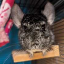 Thumbnail photo of Prada #2
