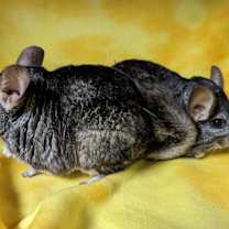 Thumbnail photo of Amaryllis & Hibiscus #3