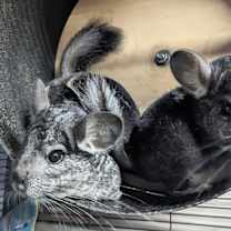 Thumbnail photo of Azalea & Aster #1