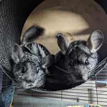 Thumbnail photo of Azalea & Aster #4