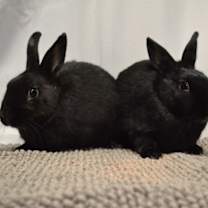 Thumbnail photo of Clover #1