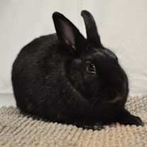 Thumbnail photo of Clover #2