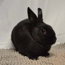 Thumbnail photo of Thistle #2