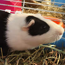 Thumbnail photo of Snoopie #1