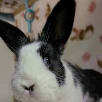 Thumbnail photo of Phoebe #1