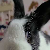 Thumbnail photo of Phoebe #2