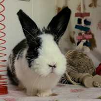 Thumbnail photo of Phoebe #3