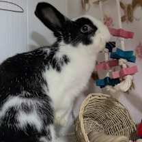 Thumbnail photo of Phoebe #4