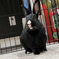 Thumbnail photo of Barnaby and Betty #3