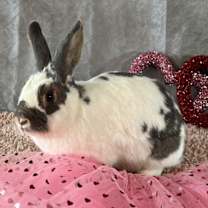 Thumbnail photo of BINDI #1