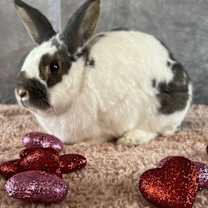 Thumbnail photo of BINDI #2