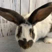 Thumbnail photo of BINDI #3