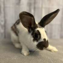 Thumbnail photo of BINDI #4