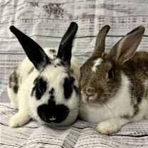 Thumbnail photo of Willow and Cherry #1