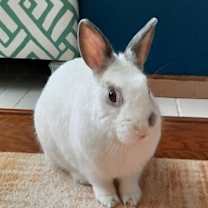 Thumbnail photo of Bunbun #1