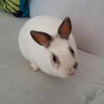 Thumbnail photo of Bunbun #2