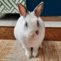 Thumbnail photo of Bunbun #3