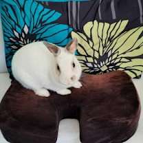 Thumbnail photo of Bunbun #4