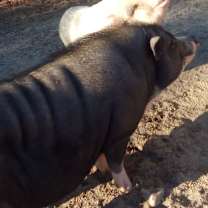 Thumbnail photo of Kermit and Pinky #4