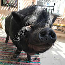 Thumbnail photo of Phoebe #1