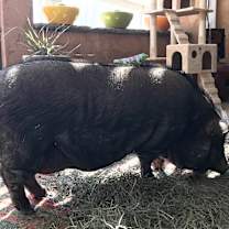 Thumbnail photo of Phoebe #2