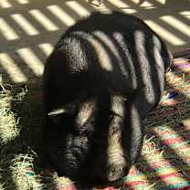 Thumbnail photo of Phoebe #3