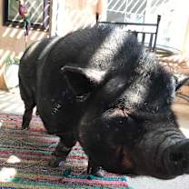 Thumbnail photo of Phoebe #4