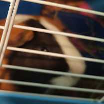 Thumbnail photo of Bonsaii #2