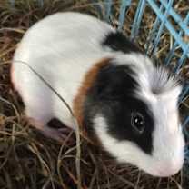 Thumbnail photo of Hugoe #1