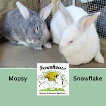 Thumbnail photo of Mopsy #1