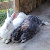 Thumbnail photo of Mopsy #2