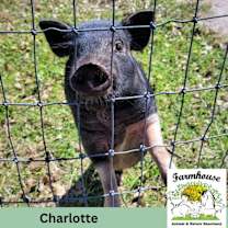 Thumbnail photo of Charlotte #1