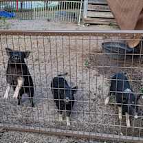 Thumbnail photo of Petunia #2