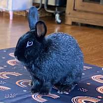 Thumbnail photo of Bear #1