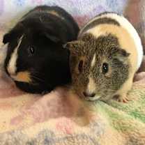 Thumbnail photo of Maggie Mae ( Bonded to Oaklei) #1