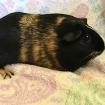 Thumbnail photo of Maggie Mae ( Bonded to Oaklei) #2