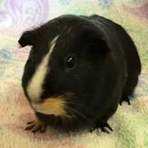 Thumbnail photo of Maggie Mae ( Bonded to Oaklei) #3