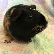 Thumbnail photo of Maggie Mae ( Bonded to Oaklei) #4