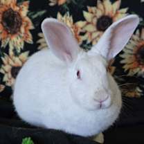 Thumbnail photo of Addyson #3